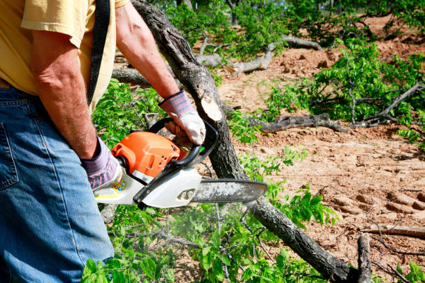 Tree Removal for Businesses in Orange City, FL